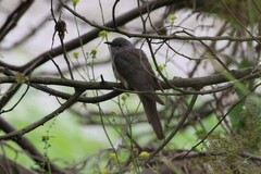 Cacomantis variolosus