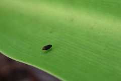 Cephaloconus tenebrosus