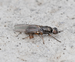 Acanthasargus stricta