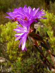 Lampranthus falcatus