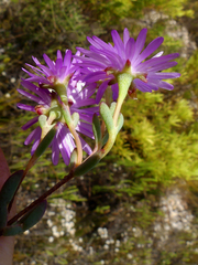 Lampranthus falcatus