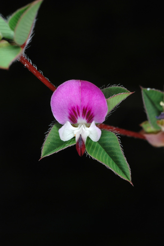 Kummerowia stipulacea iNat (2)