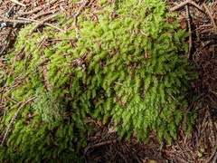 Mnium hornum