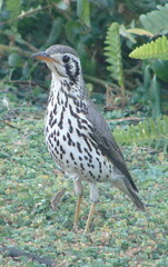 Turdus litsitsirupa