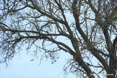 Prunus amygdalus