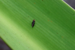 Cephaloconus tenebrosus