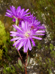 Lampranthus falcatus
