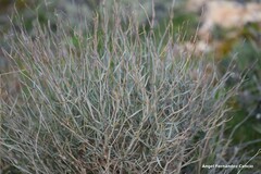 Bupleurum fruticescens