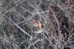 Euphorbia nicaeensis
