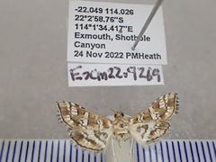 Sameodes iolealis