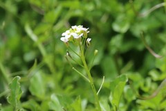 Nasturtium microphyllum