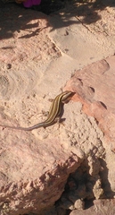 Trachylepis quinquetaeniata