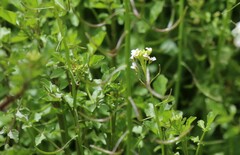 Nasturtium microphyllum