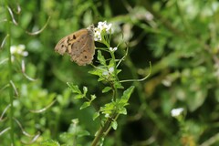 Nasturtium microphyllum