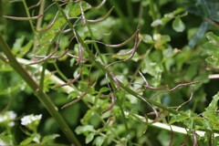 Nasturtium microphyllum