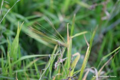 Hordeum vulgare