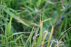 Hordeum vulgare