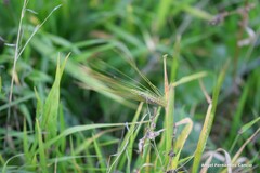 Hordeum vulgare