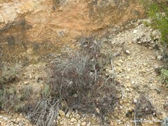 Helichrysum stoechas