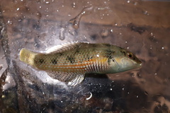 Halichoeres miniatus