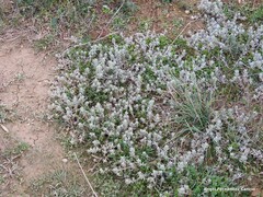Teucrium gnaphalodes