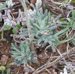 Teucrium pseudochamaepitys