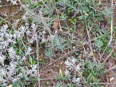 Teucrium pseudochamaepitys