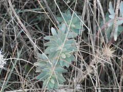 Euphorbia nicaeensis