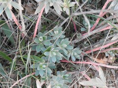 Euphorbia nicaeensis