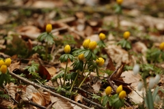 Eranthis hyemalis