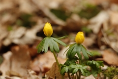 Eranthis hyemalis