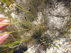 Lachnaea penicillata