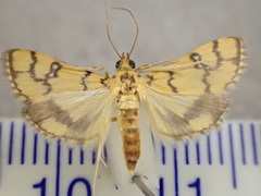 Glycythyma leonina