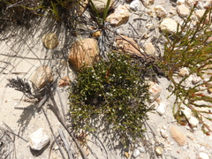 Lachnaea penicillata