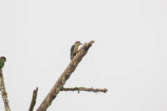 Melanerpes pucherani