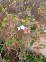 Abelia × grandiflora