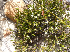 Lachnaea penicillata