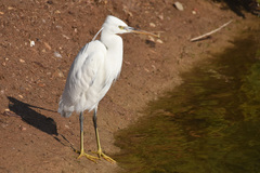 Egretta gularis