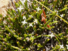 Lachnaea penicillata