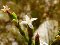 Lachnaea penicillata