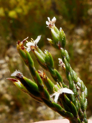 Lachnaea penicillata
