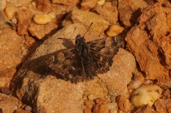 Carcharodus