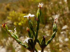Lachnaea penicillata