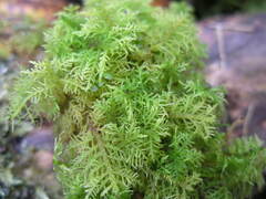 Thuidium recognitum