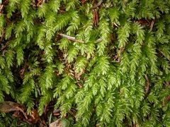 Mnium hornum