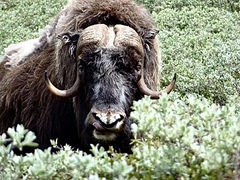 Ovibos moschatus