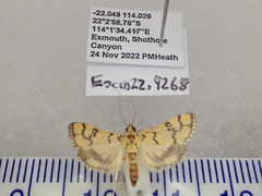 Glycythyma leonina