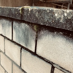 Tortula muralis muralis