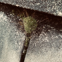 Tortula muralis muralis