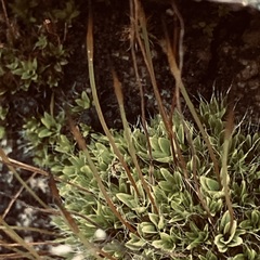 Tortula muralis muralis